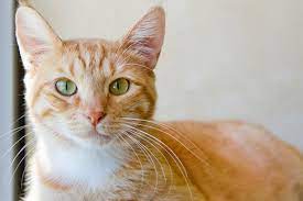 Orange Tabby Cats Fun Facts More Our Fit Pets