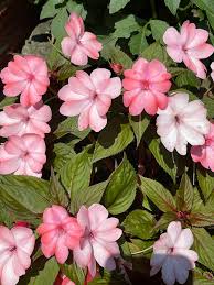 Image result for Impatiens sylvicola