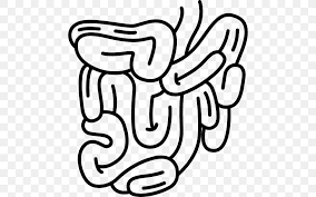 Small Intestine Gastrointestinal Tract Large Intestine Digestion Png 512x512px Watercolor Cartoon Flower Frame Heart Download Free