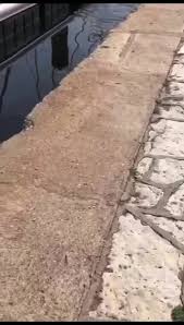 Un requin bleu filmé dans le port de plaisance de sète : Video Un Requin Peau Bleue Promenait Son Aileron A La Surface Du Port De Sete Metropolitain