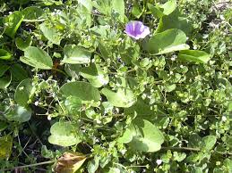 Image result for Boerhavia