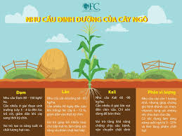 NHU CẦU DINH DƯỠNG VÀ KỸ THUẬT BÓN PHÂN CHO CÂY NGÔ TĂNG NĂNG SUẤT - Phân  Bón Toàn Cầu - Dẫn đầu năng suất