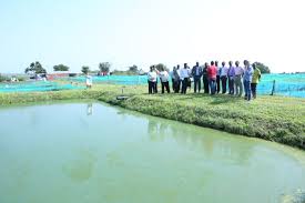 Image result for bwawa la samaki