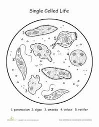 Single Cell Organisms Life Science Coloring Worksheet Education Com Science Cells Life Science Middle School Life Science