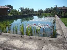 There are palm trees and gardens. Natural Swimming Pools Designed With Nature Land8