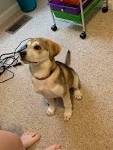 Beagle Husky Mix - The Beaski - Dog Breed Answers