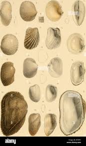 Image result for Galeomma