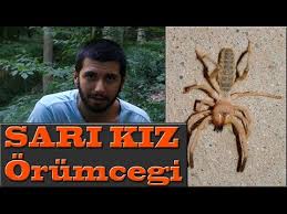 Et Yiyen Orumcek Sari Kiz Goruldugu Yerde Hemen Haber Verin Youtube