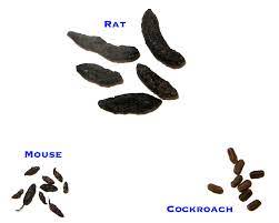 If the droppings you are finding are smaller than a piece of rice, they had to have been left by a smaller creature. Mice And Rat Droppings