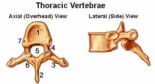 Anatomy of the vertebral column (spine), including vertebrae structure, joints, ligaments and neurovasculature. Spinal Anatomy Vertebral Column