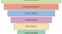 Image result