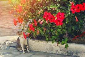 Contextual translation of established into malay. Establish Meaning In Malay Flag Malaysia Emoji Meaning Pictures Codes à¤¸ à¤• à¤² à¤• à¤¸ à¤¥ à¤ªà¤¨ 1875 à¤® à¤¹ à¤ˆ à¤¥ 2 Erikaceng