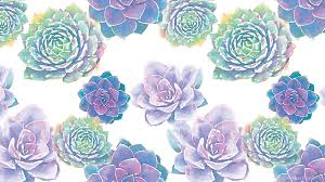 Succulent Desktop Wallpaper 2560x1440 Download Hd Wallpaper Wallpapertip The best quality and size only with us! succulent desktop wallpaper 2560x1440
