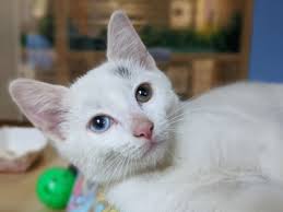 Kitten Season How You Can Help Animal Friends Inc