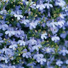Image result for Lobelia thermalis