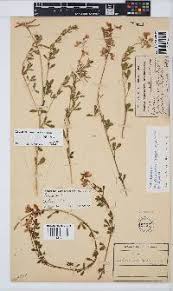Image result for Pearsonia mesopontica