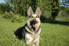 German shepherds have a higher impulse to chase and catch something than other dog breeds. East European Shepherd Russian German Shepherd