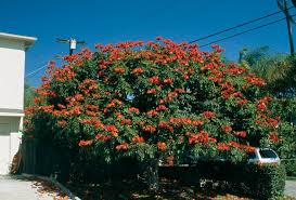 Image result for Spathodea campanulata