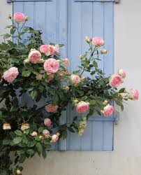 We did not find results for: This Fragrant French Climbing Rose Pierre De Ronsard Is Definitely My Favourite It S Truly Repeat Floweri Climbing Roses Beautiful Roses Beautiful Flowers