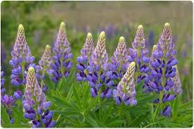 At the onset of the our team at lupin human welfare and research foundation is dedicating efforts towards production. Lupin Allergy