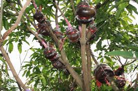 Jual bibit tanaman buah okulasi dan cangkokan tersedia dalam berbagai ukuran jl. Bibit Tanaman Buah Jual Tanaman Buah Cangkokan