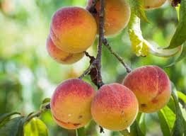 5 Conseils Pour Avoir De Belles Peches Jardin Naturel Astuce Jardin Jardin Potager