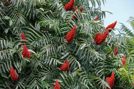 Image result for Cycnium recurvum