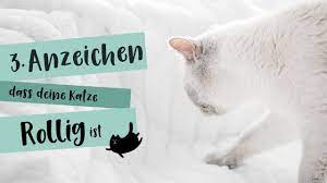 Der fortpflanzungszyklus der katze unterscheidet sich essentiell von dem des menschen. 3 Anzeichen Fur Eine Rollige Katze Youtube