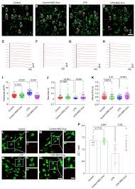 Mesenchymal Stem Cell Derived Exosomes As A Nanotherapeutic