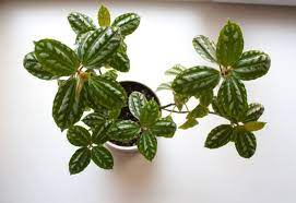Maybe you would like to learn more about one of these? How To Care For An Aluminum Plant Pilea Cadierei Smart Garden Guide