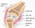 نتیجه تصویری برای انواع رباط در مفصل ها علوم پایه هشتم چیست