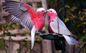 Love Birds Wallpapers Top Free Love Birds Backgrounds Wallpaperaccess Love bird images, love bird image. love birds wallpapers top free love