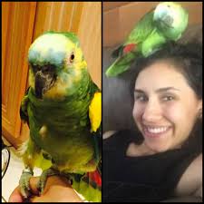Lost blue front amazon parrot in Ellicott City Maryland