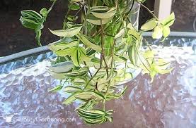 Check spelling or type a new query. Wandering Jew Plant Care Guide How To Grow Care For Your Plant