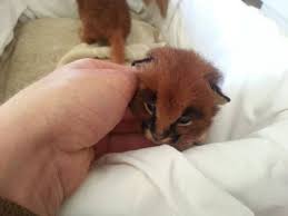 We have home raised serval kittens , ocelot kittens and caracal kittens ,8 weeks old and. Caracal Kittens New Arrival Shamwari Game Reserve
