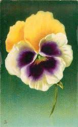 Postcard Search Pansies Flowers Flower Painting Purple Pansy