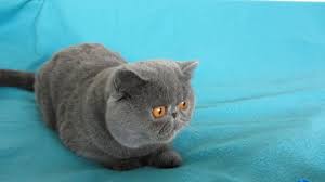 Please share your info, people are looking for kittens near them to purchase! Exotic Shorthair Blue Jackpot Youtube