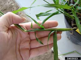 Image result for Dactyloctenium