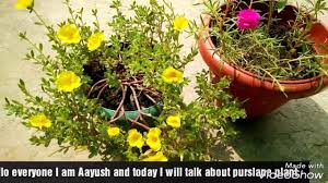 It blooms in spring and winter and produce intensely pleasant smell. How To Grow And Get More Flowers On Purslane Portulaca Office Time 9 O Clock Plant Youtube