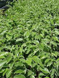 Image result for Ficus variifolia