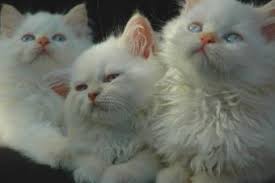 I am a very cute flame point exotic long hair baby girl. Flame Point Himalayan Kittens And Cats Lovetoknow