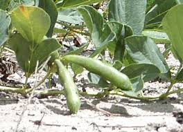 Image result for Neorautanenia