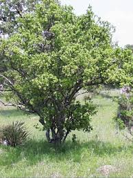 Image result for Diospyros batocana