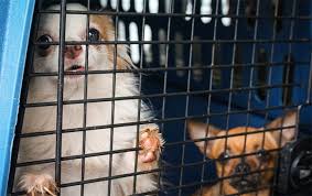 We did not find results for: Humane Humane Society Releases List Of Worst Puppy Mills In The U S