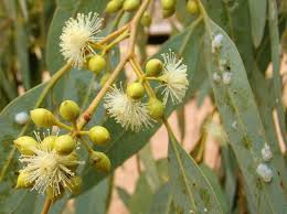 Image result for Eucalyptus camaldulensis