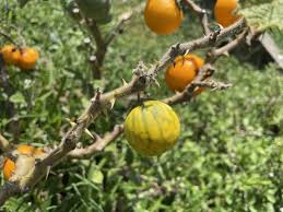 Image result for Solanum viarum