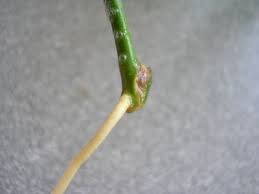 Anleitung Stecklinge Richtig Ziehen Wie Nun Genau Pflegen Schneiden Veredeln Green24 Hilfe Pflege Bilder