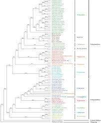 Image result for Fagopyrum snowdenii