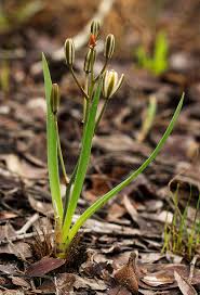 Image result for Albuca kirkii