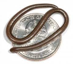 The smallest snake in the world threadsnakes are also known as slender blind snakes. Barbados Threadsnake Wikipedia